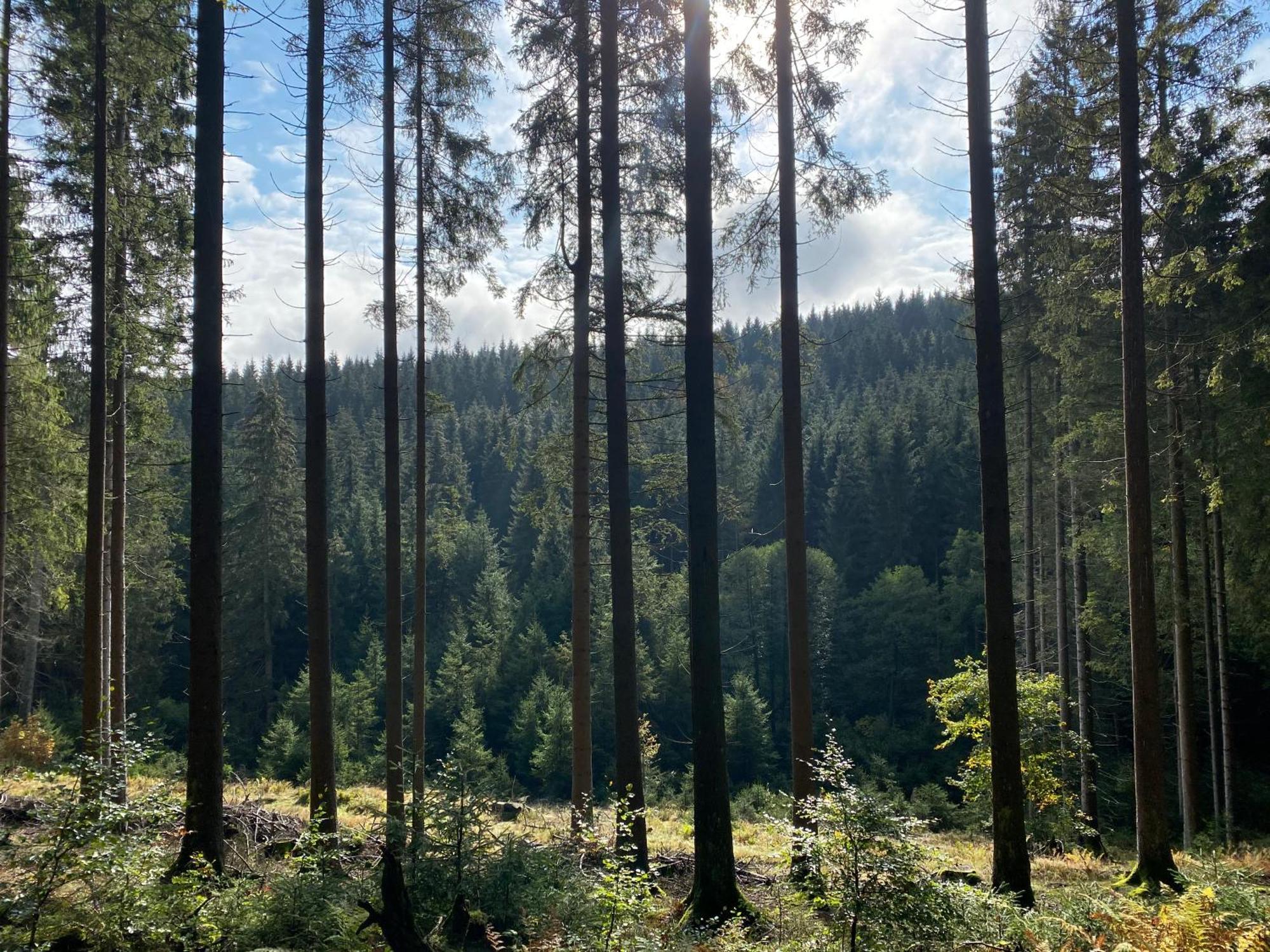 Der Schoene Asten - Resort Winterberg Eksteriør billede